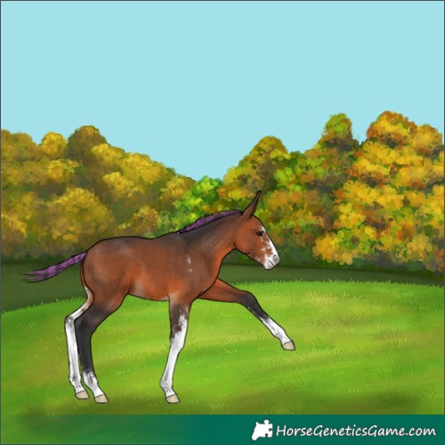 Horse Color:Painted Bay Sabino 