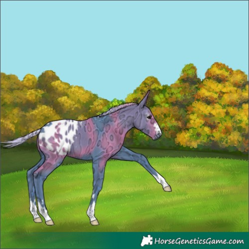 Horse Color:Gray Watercolor Silver Black Ice Appaloosa 