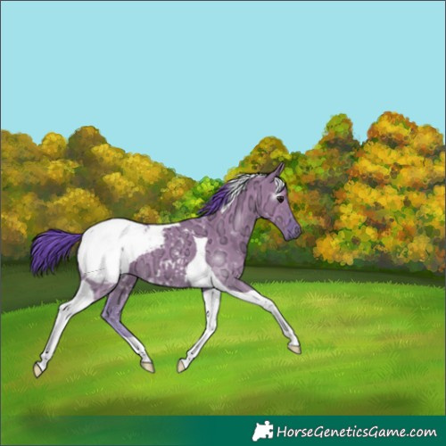 Horse Color:Gray Watercolor Grullo Ice Tobiano Snowcap 