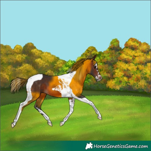 Horse Color:Brown Splash Tobiano 