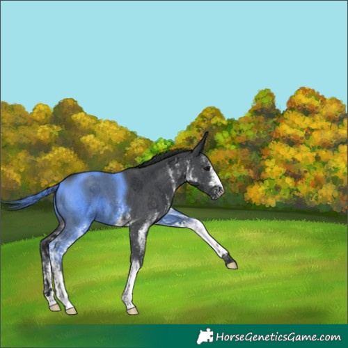 Horse Color:White Spotted Black 