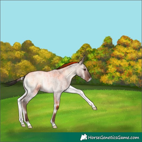 Horse Color:Liver Red Dun Roan Onyx 