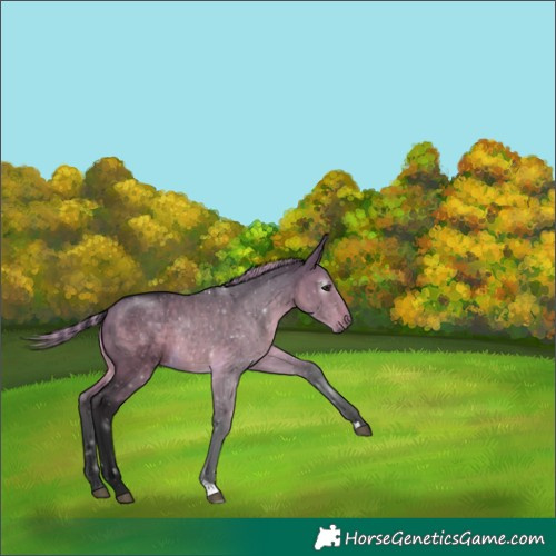 Horse Color:Gray Painted Buckskin Dun 