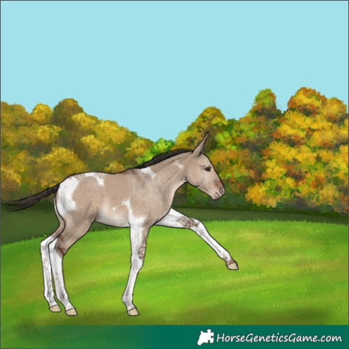 Horse Color:Liver Red Dun Tobiano 