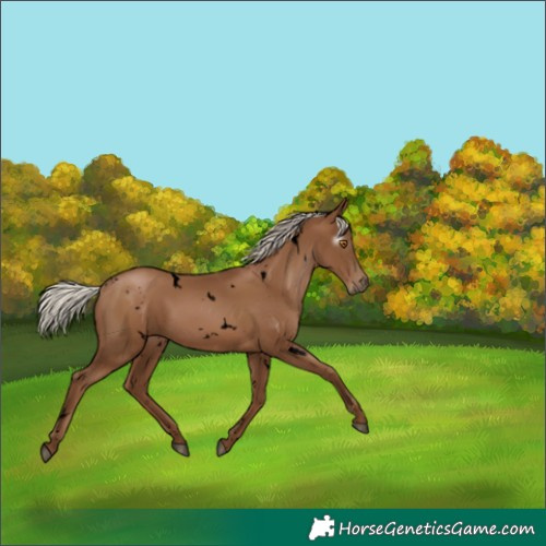 Horse Color:Gray Void White Spotted Silver Black Pearl Rabicano 