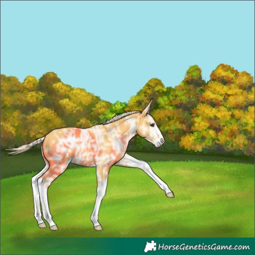 Horse Color:Palomino Ice Splash 