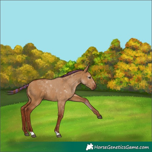 Horse Color:Gray Painted Red Dun 