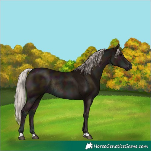 Horse Color:Midnight Silver Black Rabicano 