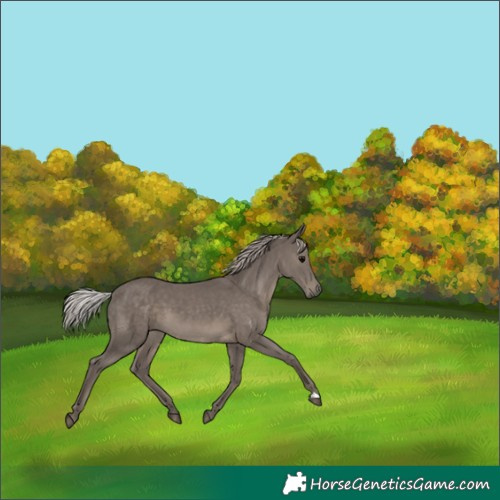 Horse Color:Silver Black 
