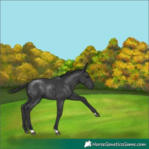 Horse Color:Black Rabicano 