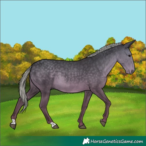 Horse Color:Silver Smoky Black 