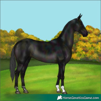 Horse Color:Midnight Black 