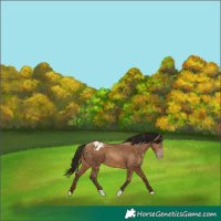 Horse Color:Gray Amber Champagne Appaloosa 