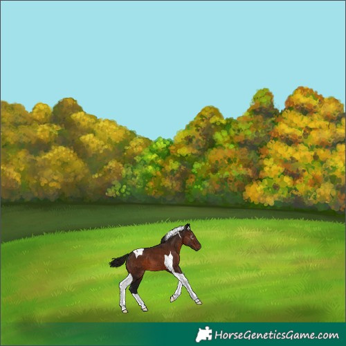 Horse Color:Gray Bay Tobiano 