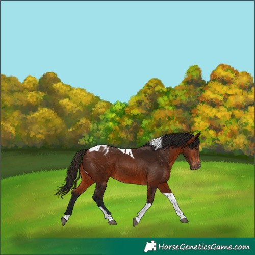 Horse Color:Gray Bay Tobiano Appaloosa 