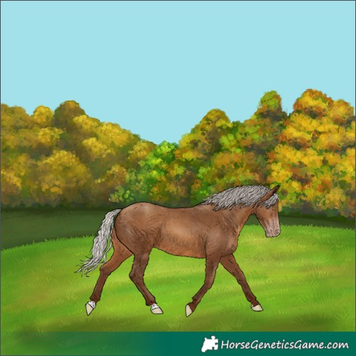 Horse Color:Gray Silver Amber Champagne Varnish 
