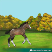 Horse Color:Gray Brown Dun Appaloosa