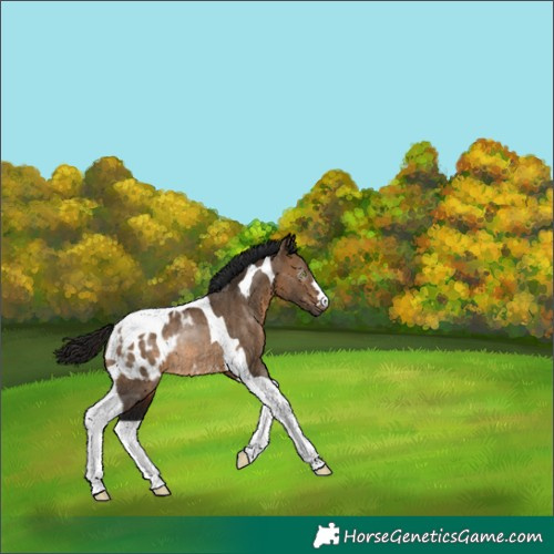 Horse Color:Gray Brown Dun Tobiano Blanket Rabicano 