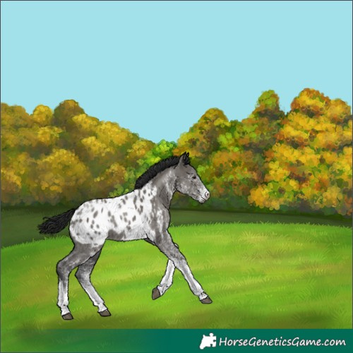 Horse Color:Gray White Spotted Grullo Tobiano Blanket Rabicano 
