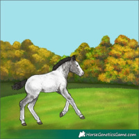 Horse Color:Gray White Spotted Smoky Grullo Splash Appaloosa Rabicano 