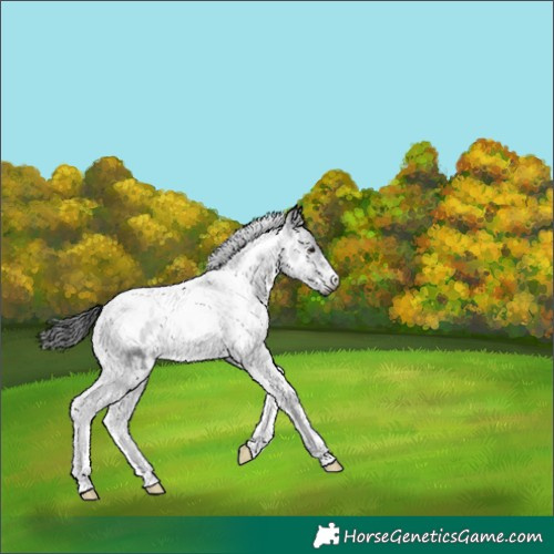 Horse Color:Gray Smoky Black Sabino Tobiano Appaloosa 