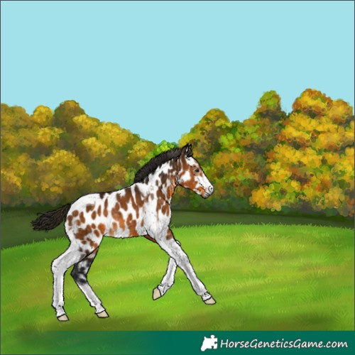 Horse Color:Gray Buckskin Sabino Tobiano Leopard Rabicano 