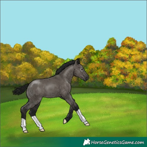 Horse Color:Gray Grullo 