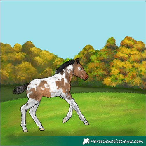 Horse Color:Gray White Spotted Bay Dun Tobiano