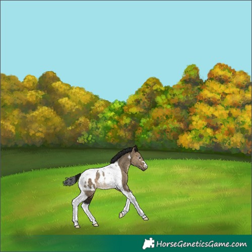 Horse Color:Gray Brown Dun Tobiano Blanket Rabicano 