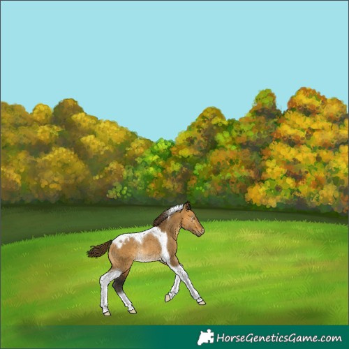 Horse Color:Gray Buckskin Dun Tobiano Appaloosa Rabicano