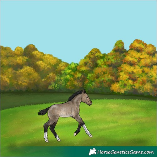 Horse Color:Gray Brown Dun Rabicano 