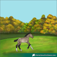 Horse Color:Gray Brown Dun Rabicano 