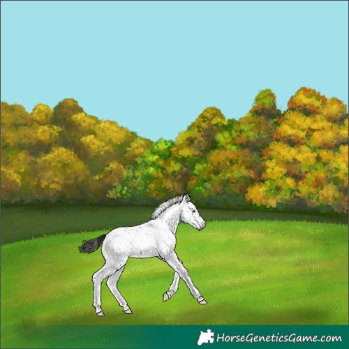 Horse Color:Gray Bay Tobiano Fewspot Rabicano 