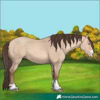 Horse Color:Amber Champagne Dun 