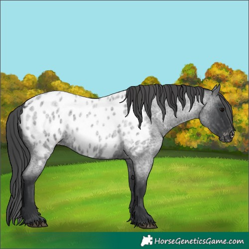 Horse Color:Blue Roan Appaloosa 
