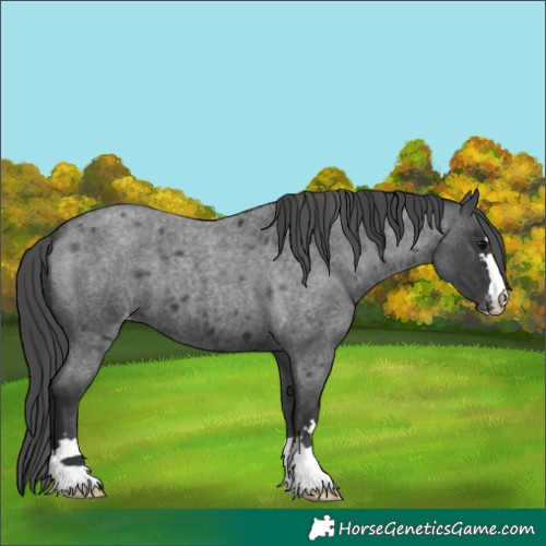 Horse Color:Blue Roan Appaloosa 