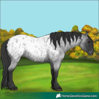 Horse Color:Blue Roan Appaloosa