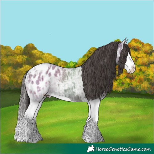 Horse Color:Grullo Ice Splash Appaloosa 