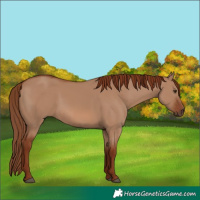Horse Color:Red Dun 