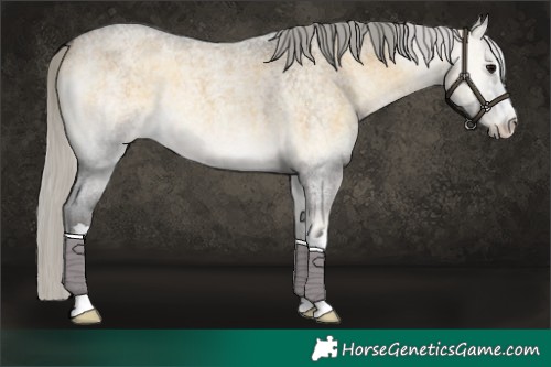 Horse Color:Silver Buckskin Roan Onyx 