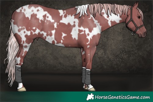 Horse Color:White Spotted Silver Grullo 
