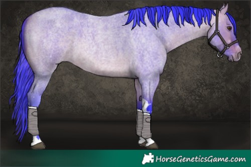 Horse Color:Watercolor Bay Roan Dun Tobiano 