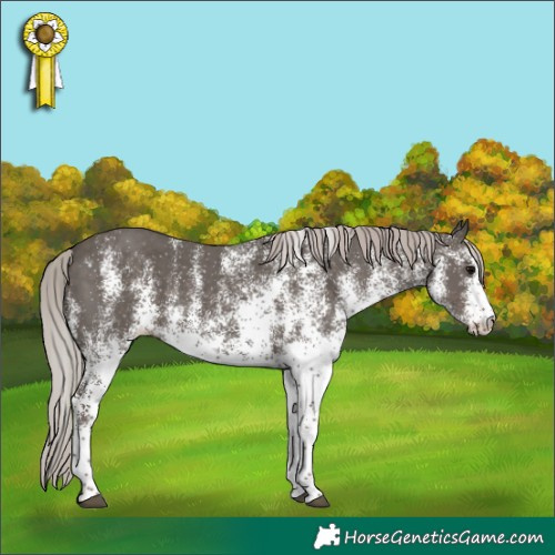 Horse Color:White Spotted Silver Black 