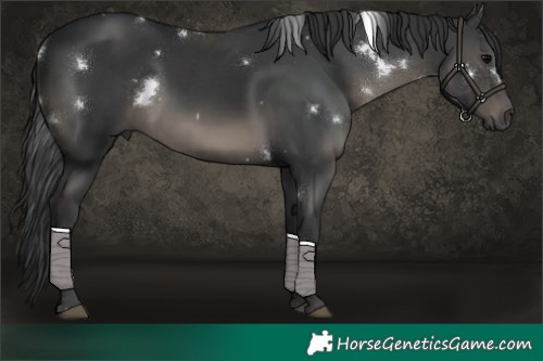 Horse Color:White Spotted Black 
