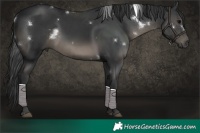 Horse Color:White Spotted Black 