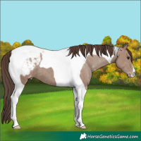 Horse Color:Classic Champagne Tobiano Snowcap