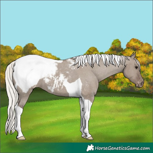 Horse Color:Silver Grullo Tobiano Appaloosa 