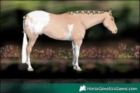 Horse Color:Silver Amber Champagne Tobiano Snowcap 