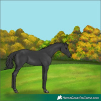 Horse Color:Black 
