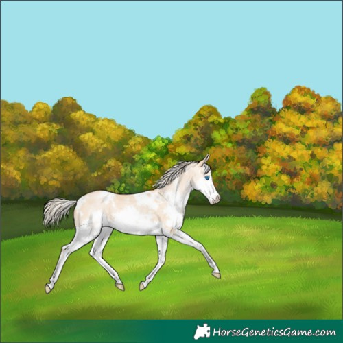 Horse Color:White Spotted Red Dun Pearl Splash 